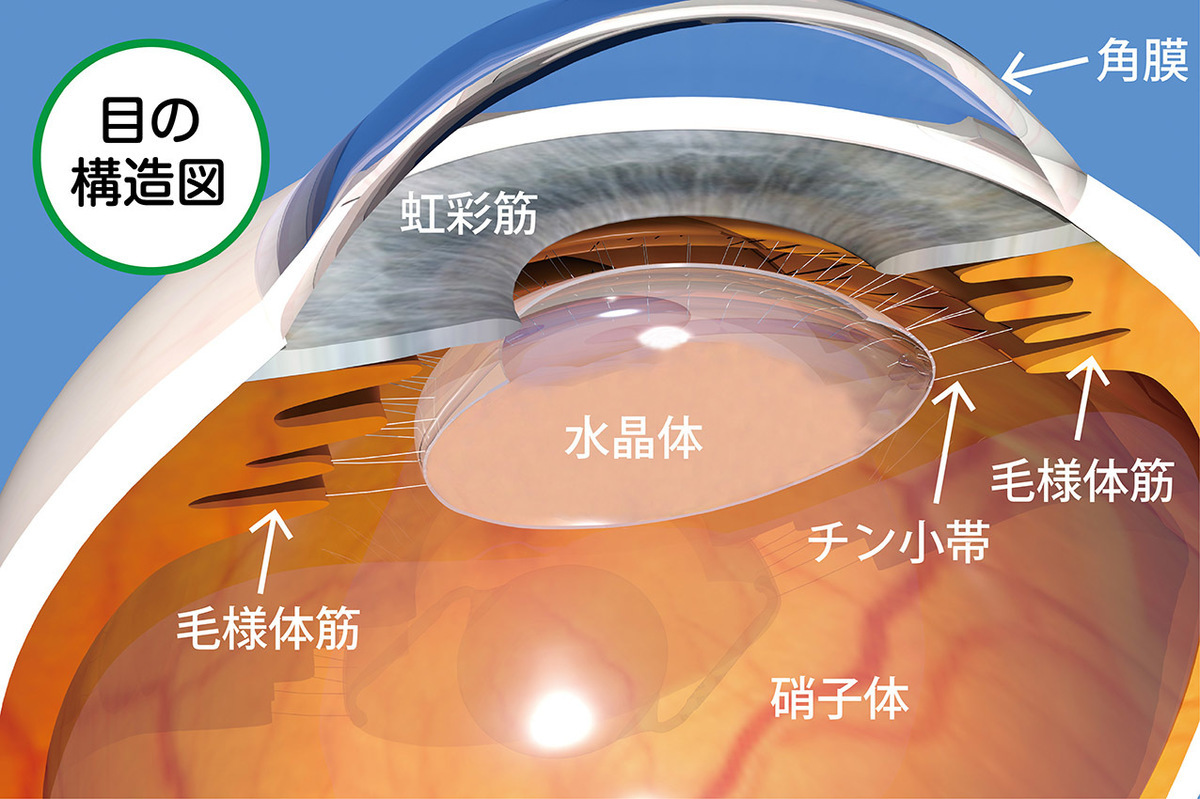 角膜の厚さはどれくらい。目の構造図イラスト。