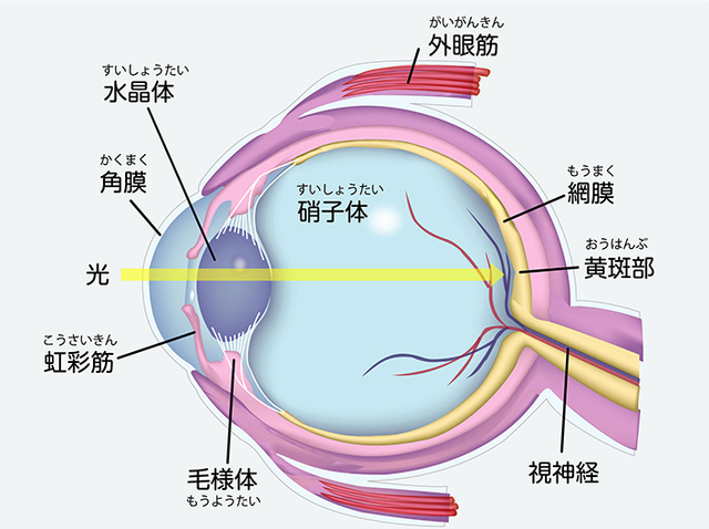 視力・眼機能が低下する原因