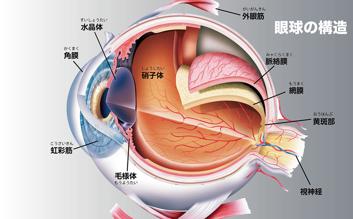 超音波治療器とは。眼球の構造イラスト01