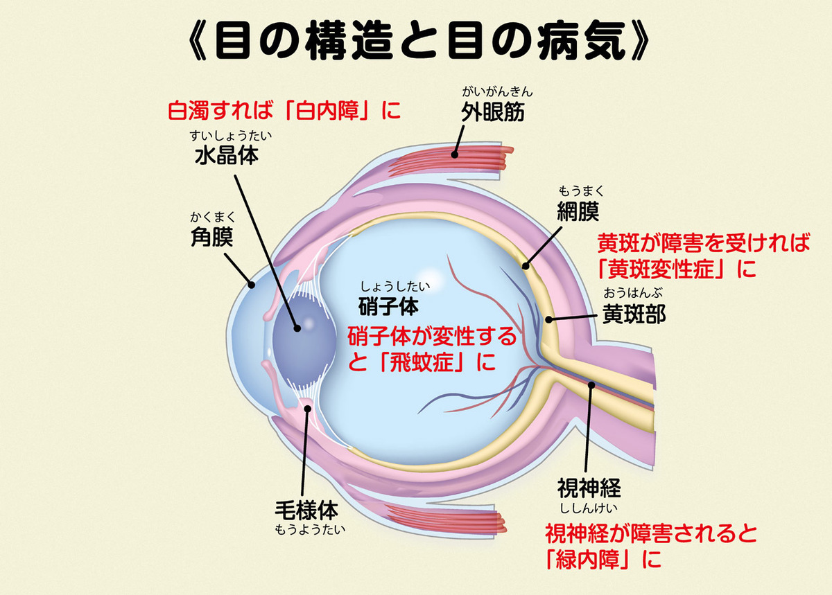 目の構造と目の病気