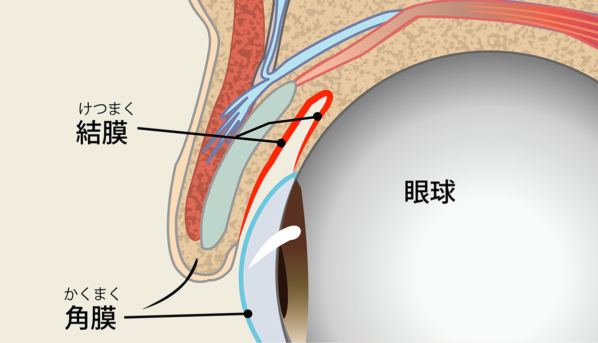 目の結膜と角膜のイラスト