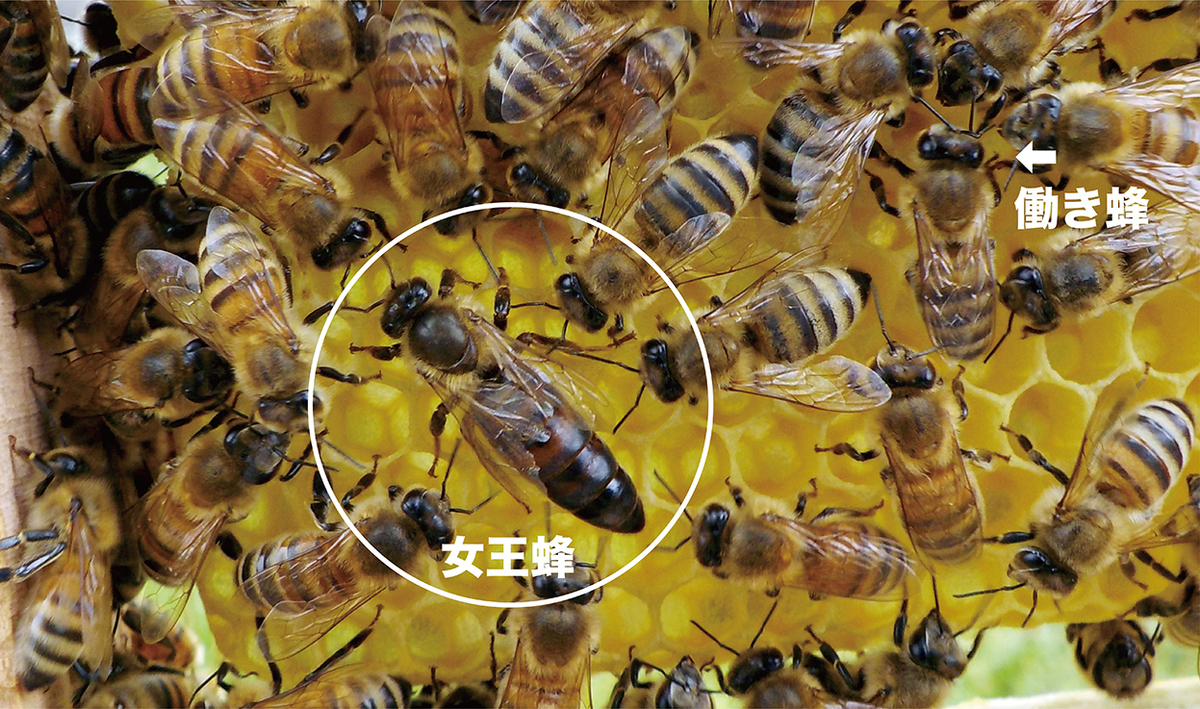 女王蜂と働き蜂の画像。若い働き蜂がローヤルゼリーを分泌する。