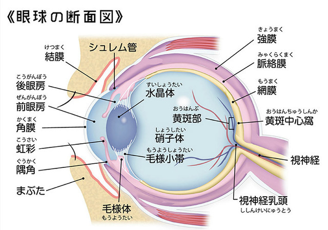 目の構造と機能