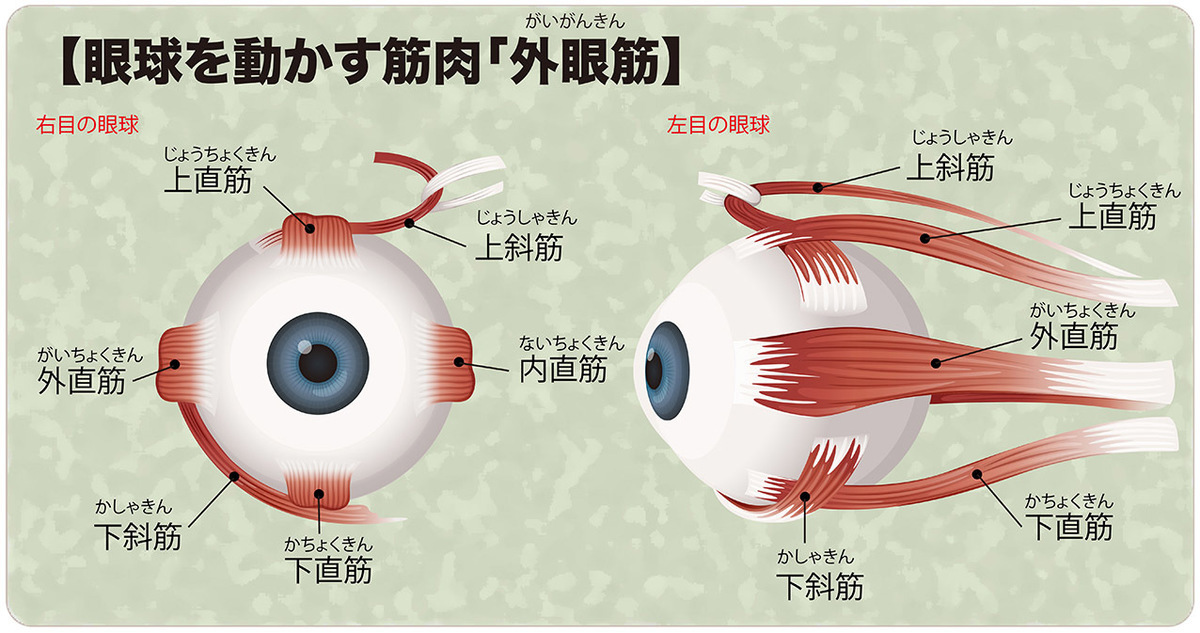 眼球を動かす筋肉、外眼筋。外眼筋には、4本の直筋（ 内直筋、 外直筋、 上直筋 、 下直筋 )と、2本の斜筋（ 上斜筋、 下斜筋 ）がある。