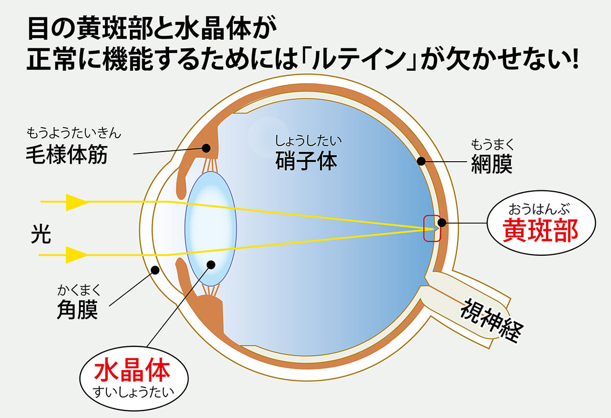 目の黄斑部と水晶体が正常に機能するにはルティンが欠かせない。